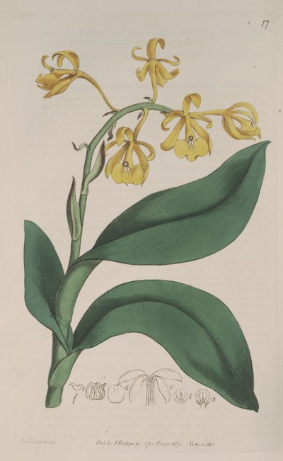 Ilustración de Epidendrum nutans de Sydenham Teast Edwards